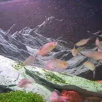 Real footage from a VuePod camera, recorded through the tank glass.